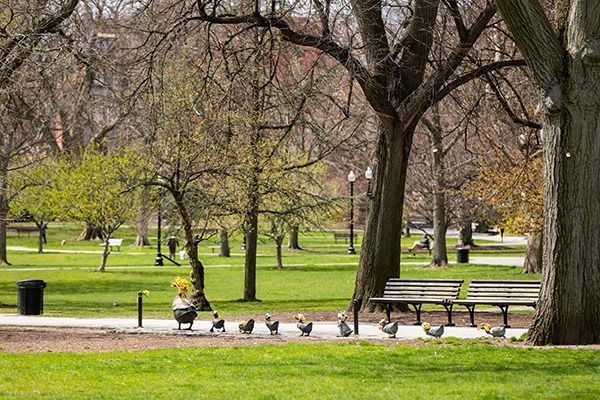 Boston Outdoor Activity Public Garden