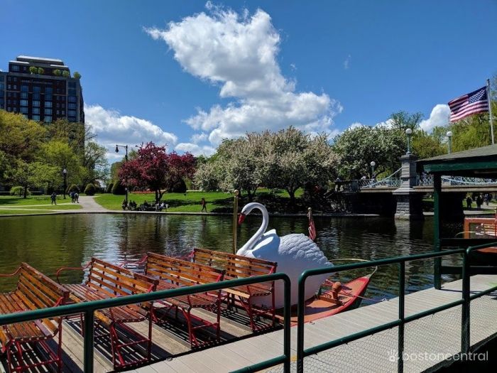 Boston Outdoors Swan Boats at the Public Garden