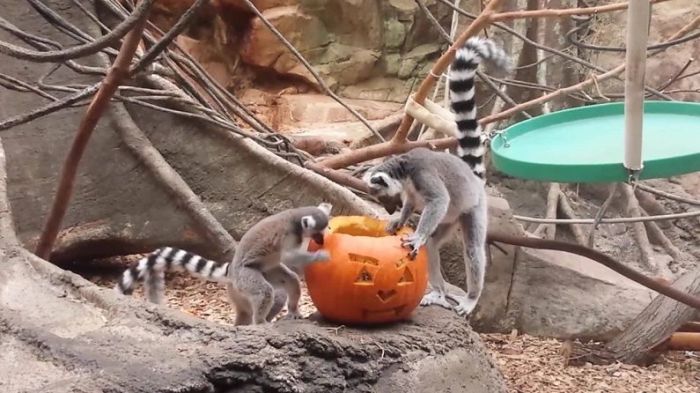 zoo howl boston halloween