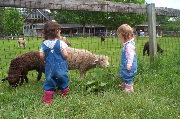 Drumlin Farm Animals BostonCentral