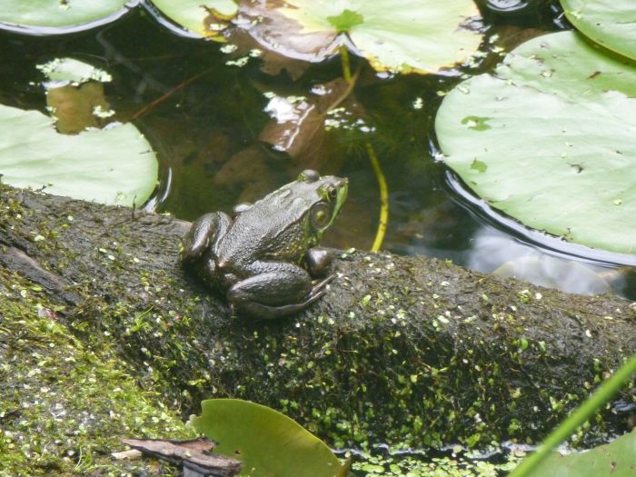 garden in the woods native plant trust frog lily pond