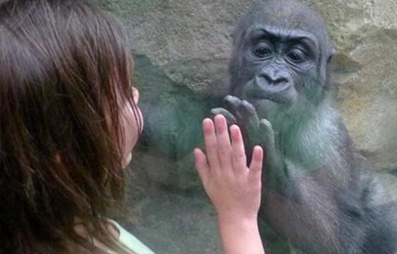 Boston Zoo Gorilla