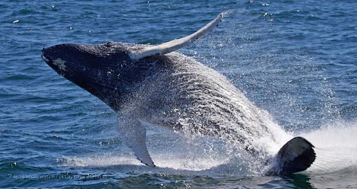 Whale Watching Boston