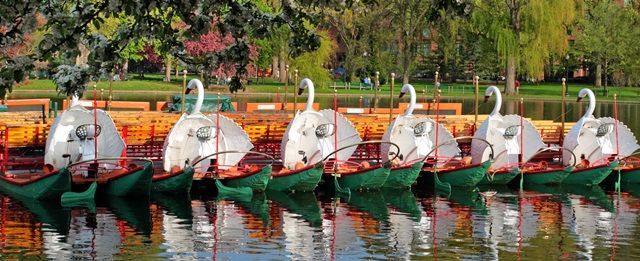 Swan Boats Boston