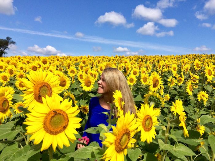 Boston sunflowers Colby Farm Stacey Sao