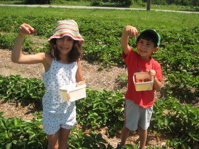 Pick your Own Strawberries Near Boston