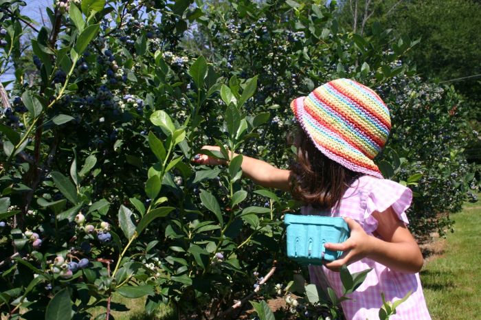 Best Blueberry Picking Near Boston, MA