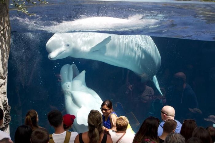 Mystic Aquarium Boston Daytrip