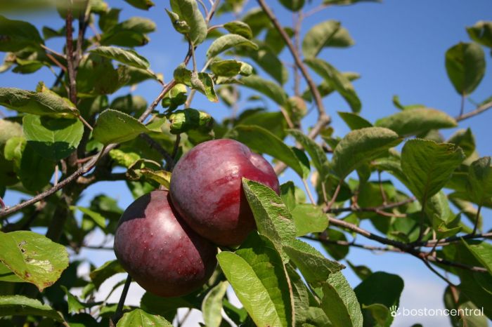 Best Places to go Apple Picking Near Boston Edited2