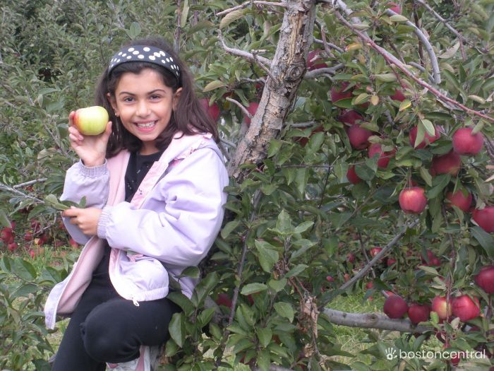 Apple Picking Boston Kids Ami Sao Metrowest