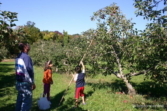 Apple Picking Boston Kids