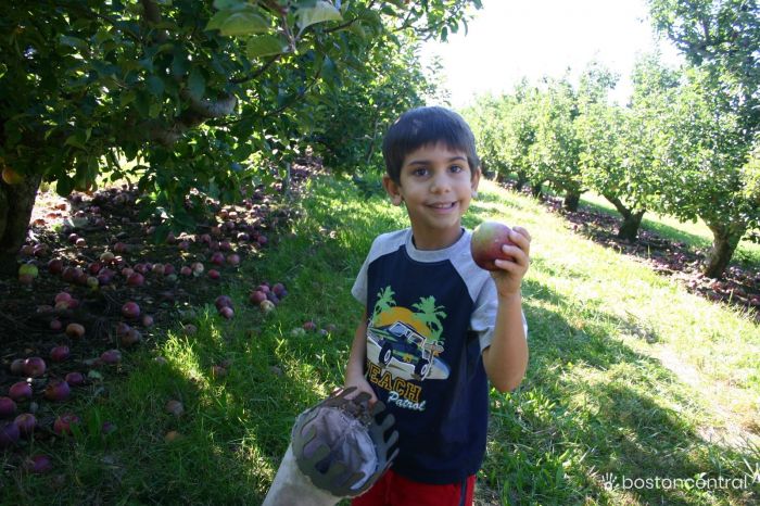 Apple Picking Boston Kids Jay Sao