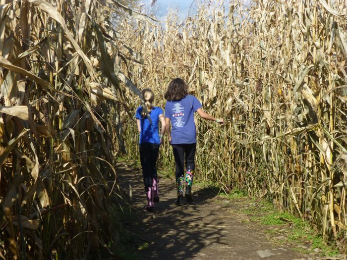 corn maze near boston masschusetts