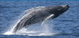 the whale center of new england photo