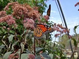 butterfly garden at museum of science photo