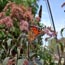 butterfly garden at museum of science small photo