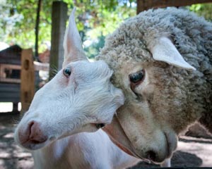 winslow farm animal sanctuary photo