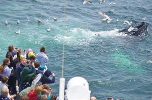 boston harbor whale watching photo