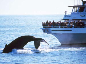 seven seas whale watching photo