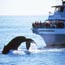 seven seas whale watching small photo