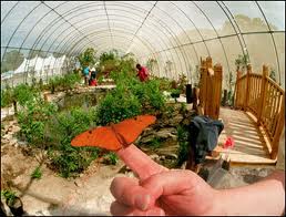 butterfly landing at franklin park zoo photo