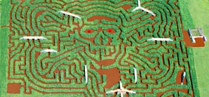 davis farmland's corn mega maze photo