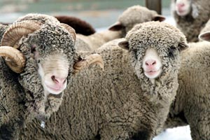 annual sheep shearing festival at gore place photo