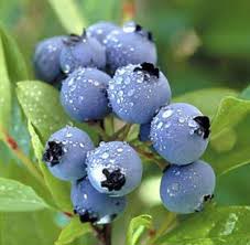 blueberry picking at tougas farm photo