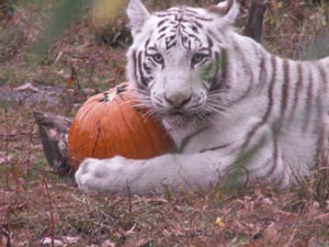 boo at the zoo - stone zoo photo