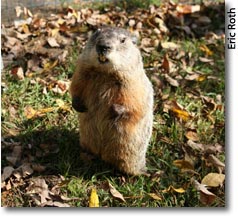 groundhog day  climate action day drumlin farm photo