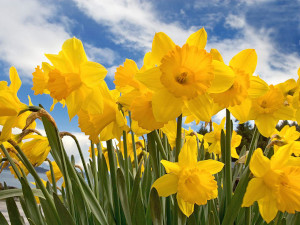 spring sing a family celebration of the vernal equinox 2024 photo