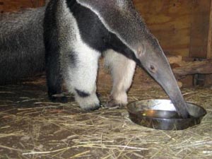 new exhibit giant anteater at franklin park zoo photo