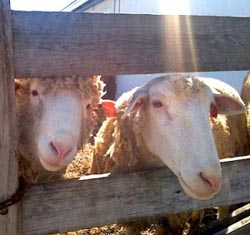 spring on the farm sheep-shearing day photo