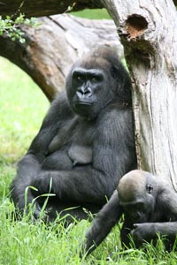 mama's day at franklin park zoo photo