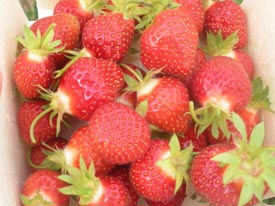 strawberry picking pick-your-own strawberries photo