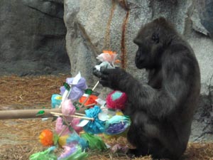 enrichment day at the zoo - watch your favorite animals play photo