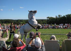 herrmann's royal lipizzan stallions at lyman estate photo