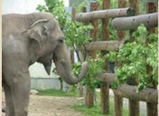 elephant appreciation day photo