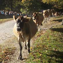 cow festival strolling of the dairy herd photo