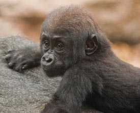 kambiri's birthday at franklin park zoo photo