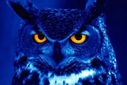 full moon owl prowl for all ages photo