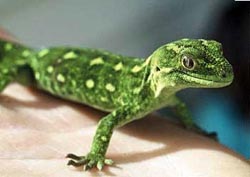 geckos tails to toepads photo