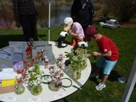 family drop-in activities at arnold arboretum photo