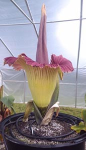 corpse flower expected to bloom at franklin park zoo photo