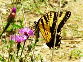 butterflies and bugs free-for-all photo