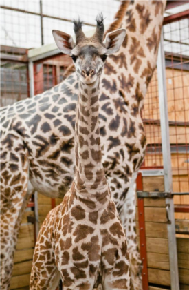 february vacation week at the zoo photo