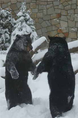 come play the animal way at stone zoo have fun at the zoo photo