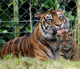 april school vacation week carnivore explore at stone zoo photo