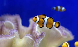 world oceans day celebration at the new england aquarium photo