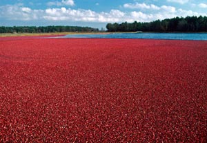 cranberry harvest celebration photo